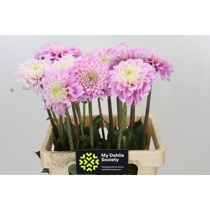 Dahlia Sweet Love