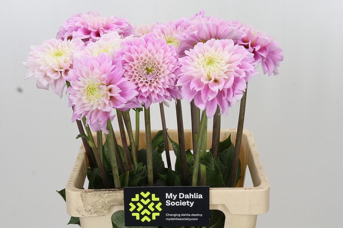 <h4>Dahlia Sweet Love</h4>