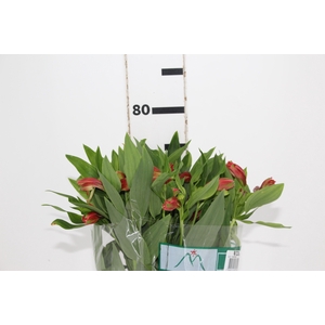 ALSTROEMERIA TROPICANA 080 CM