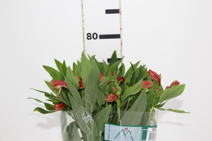 ALSTROEMERIA TROPICANA 080 CM