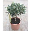 Olea europaea (Olijf) struik