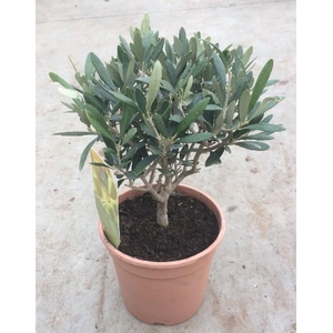 Olea europaea (Olijf) struik