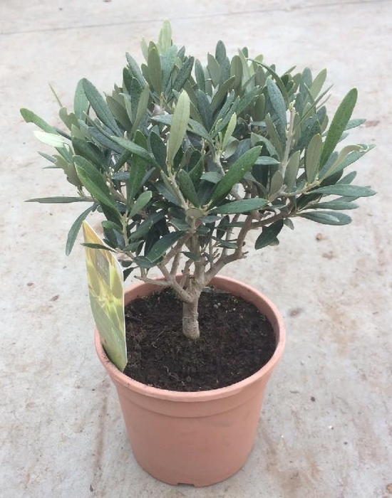 Olea europaea (Olijf) struik