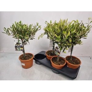 OLEA EUROPAEA