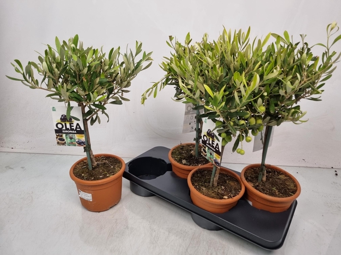 <h4>OLEA EUROPAEA</h4>