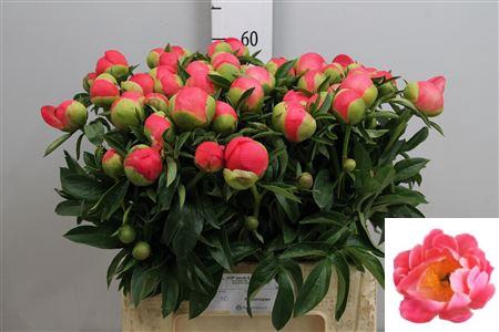 <h4>Paeo Coral Sunset</h4>