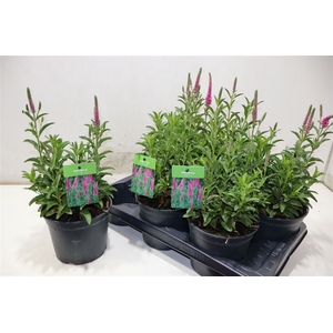 arr8 Vero Spicata