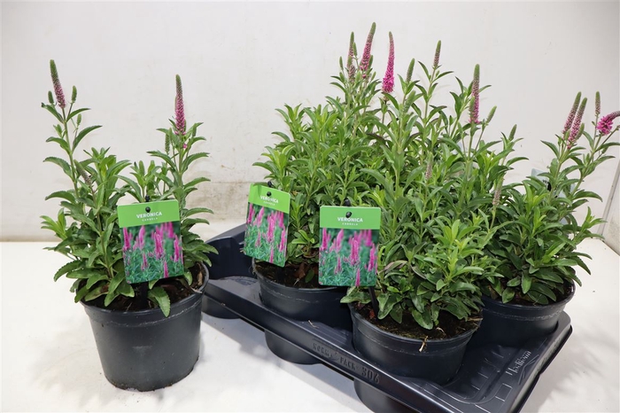 <h4>arr8 Vero Spicata</h4>