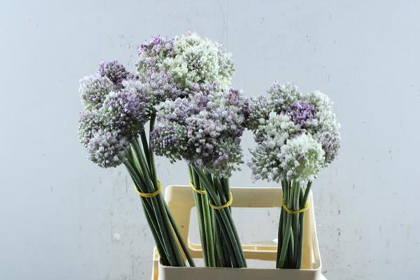 <h4>Allium Ampeloprasum L 70</h4>