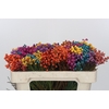 Kaaps Groen Lanug. mixed