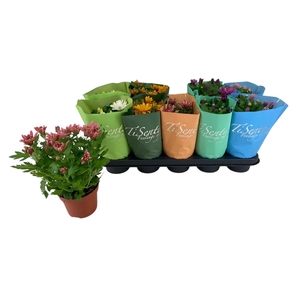 CHRYS GR BM SOSI GEM