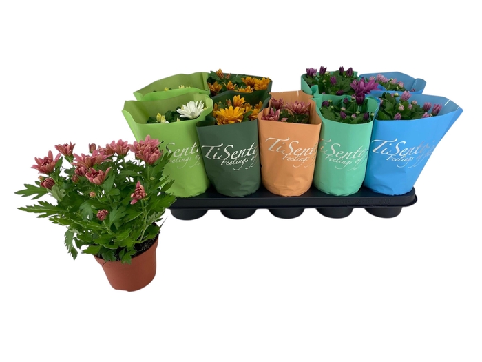 <h4>CHRYS GR BM SOSI GEM</h4>