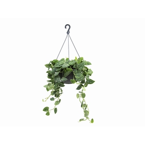 SCINDAPSUS ARGYRAEUS C21 PENDENTE