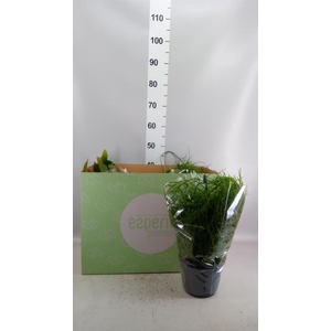 Rhipsalis   ...mix