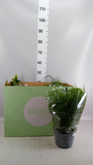 <h4>Rhipsalis   ...mix</h4>