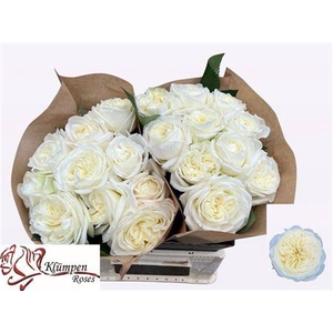 Rosa a grande fleur Chic White!