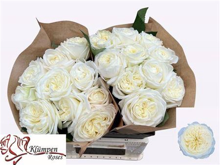<h4>Rosa a grande fleur Chic White!</h4>