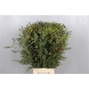 EUC. PARVIFOLIA SHORT 150GR
