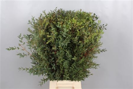 EUC. PARVIFOLIA SHORT 150GR