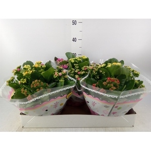 Kalanchoe blos.   ..rosebud mix/pot