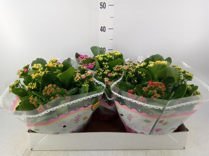 <h4>Kalanchoe blos.   ..rosebud mix/pot</h4>