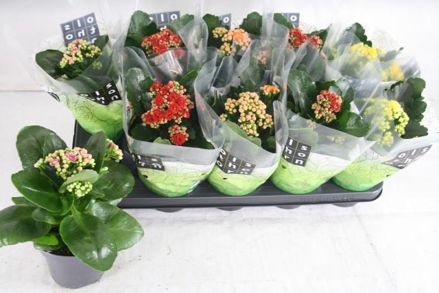 <h4>KAL GE GEM 4 KL</h4>