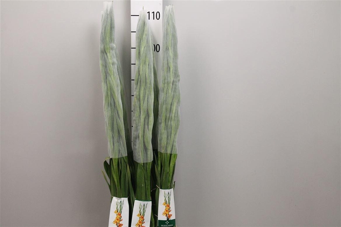 <h4>Glad Gr Bananarama</h4>