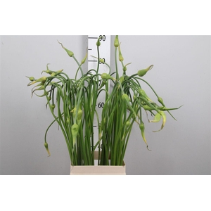 Allium Sat Ophioscor