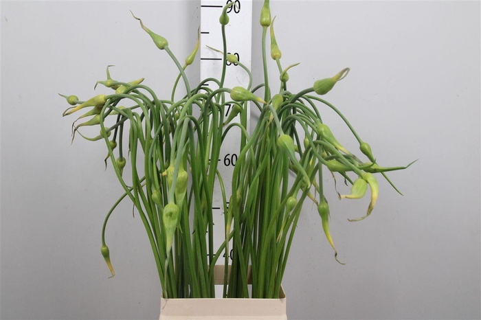 <h4>Allium Sat Ophioscor</h4>