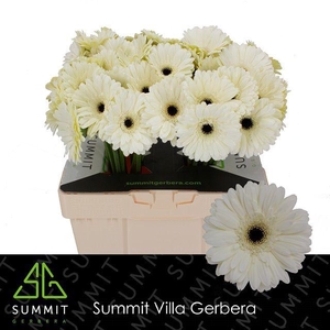 Gerbera Snow King Water