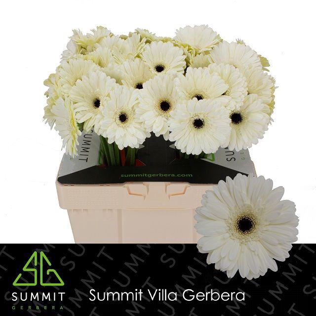 <h4>Gerbera Snow King Water</h4>