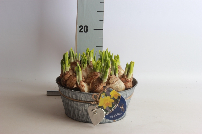 <h4>ARR N TETE A TETE</h4>