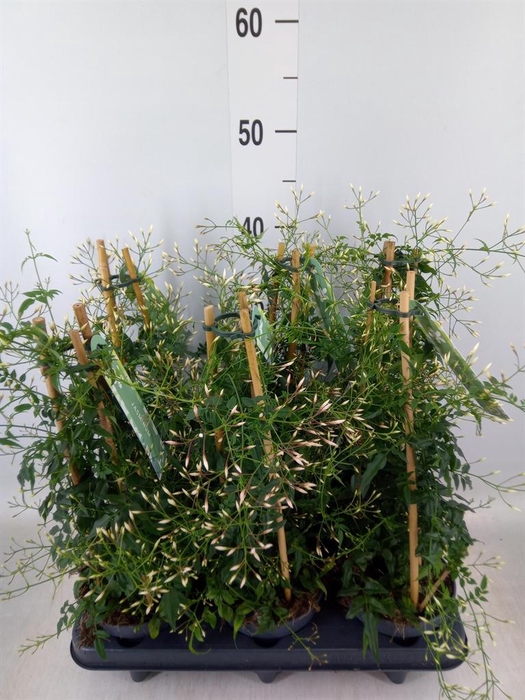 <h4>Jasminum polyanthum</h4>