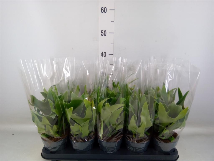 <h4>Platycerium bifurc.</h4>