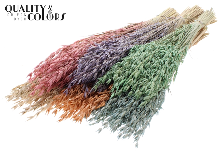 Avena Premium per bunch Frosted Mixed Colours