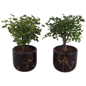 Bonsai Indoor Mix Ø 9cm Ball Shape in Ø11cm Ceramic PL469