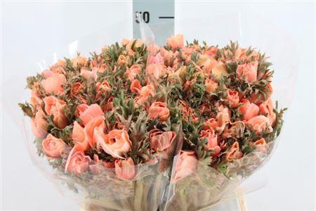 <h4>Anemoon Poeder Salmone</h4>