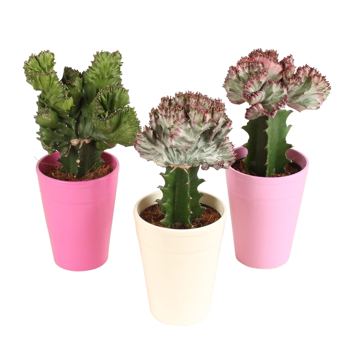 <h4>Cactus Euphorbia lactea Mix pot ø12cm in ø14cm Pax Pink mix</h4>