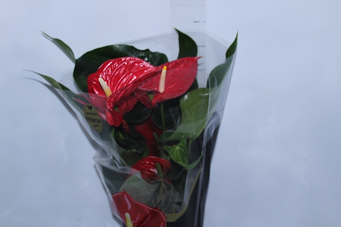 <h4>ANTHURIUM MICHIGAN P17 PREMIUM</h4>