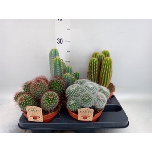Cactus   ...mix