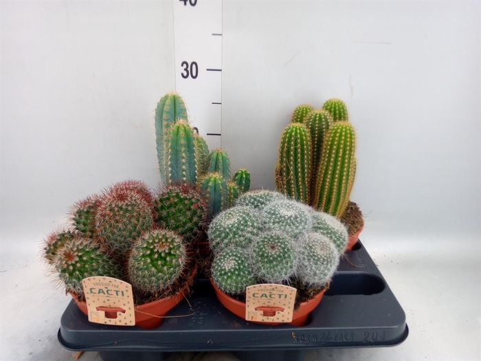 <h4>Cactus   ...mix</h4>