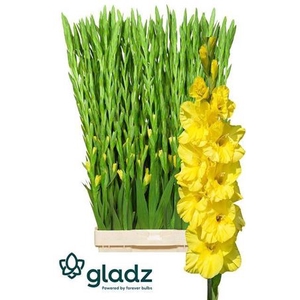 Glad Gr Bra Val