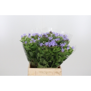 Campanula Lac. Prichard's