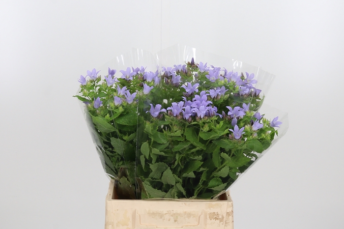 <h4>Campanula Lac. Prichard's</h4>