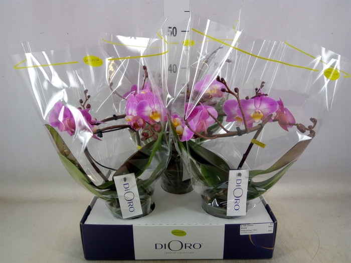 <h4>Phalaenopsis   ...rose</h4>