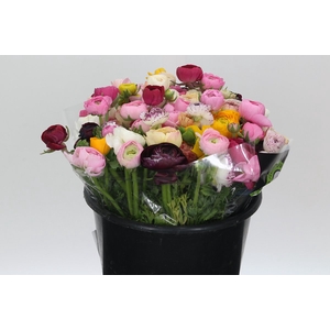 Ranunculus Elegance Rainbow