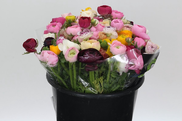 <h4>Ranunculus Elegance Rainbow</h4>