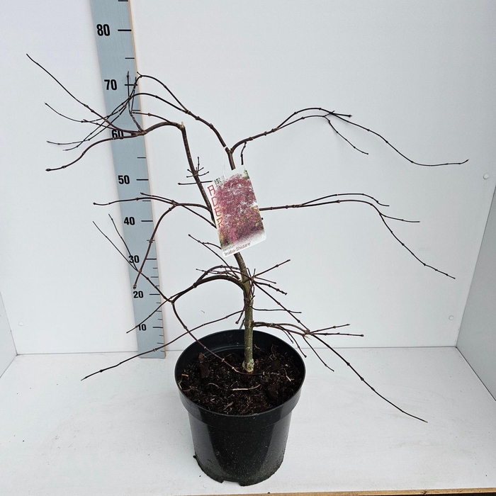 Acer palmatum Inaba-shidare