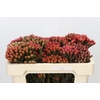 Kaaps Groen Red Brunia XL