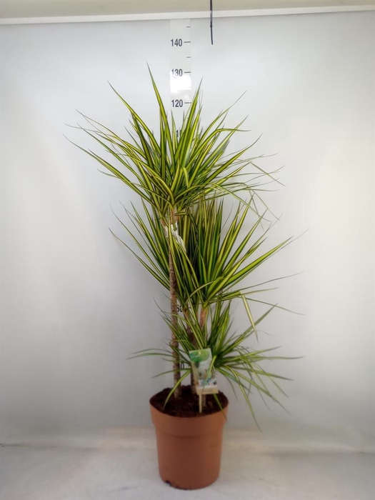 <h4>Dracaena marg. 'Sunray'</h4>